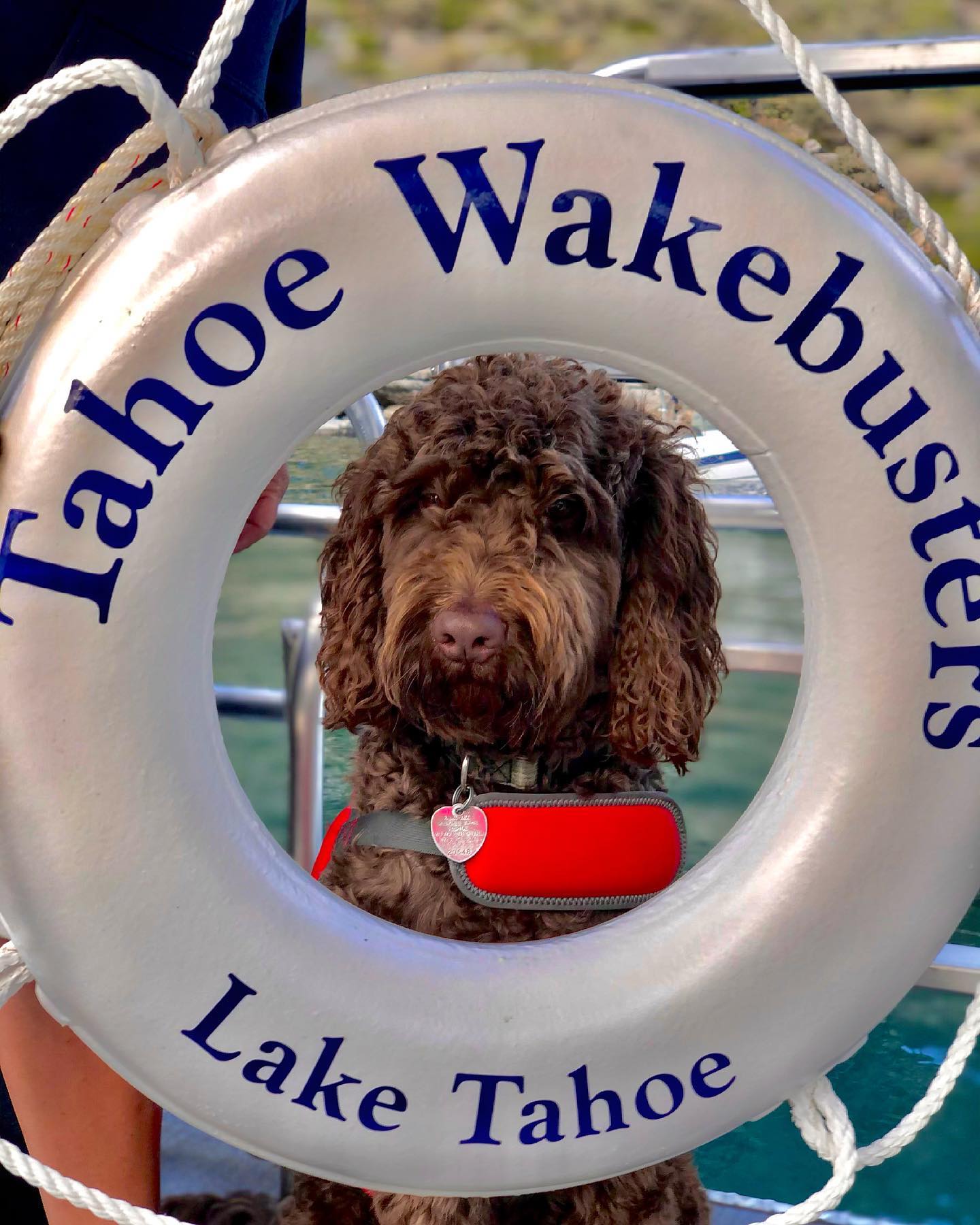 Dog enjoying boat ride on Lake Tahoe